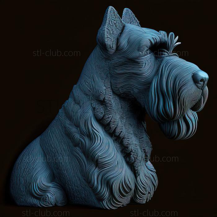 st Kerry Blue Terrier dog